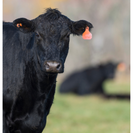 Arizona ranch-raised grass‑fed beef