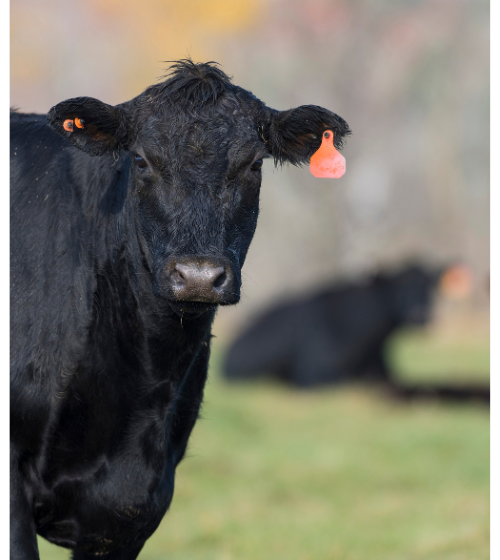 Arizona ranch-raised grass‑fed beef